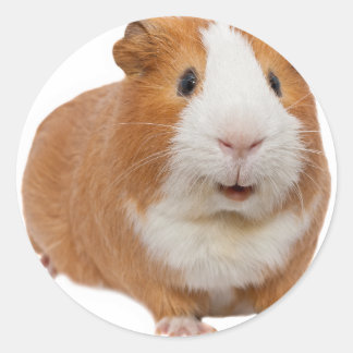 red guinea pig classic round sticker
