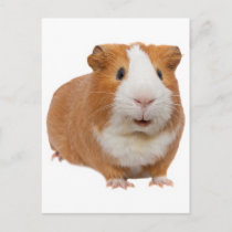 red guinea pig postcard