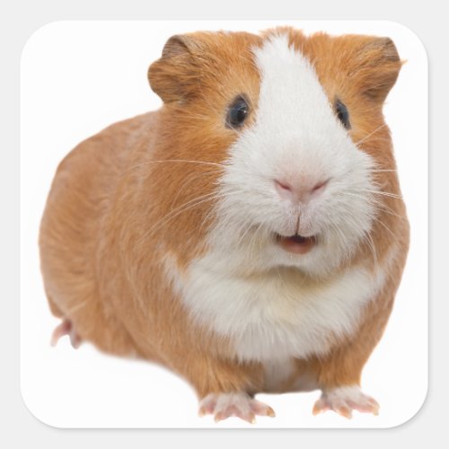 red guinea pig square sticker