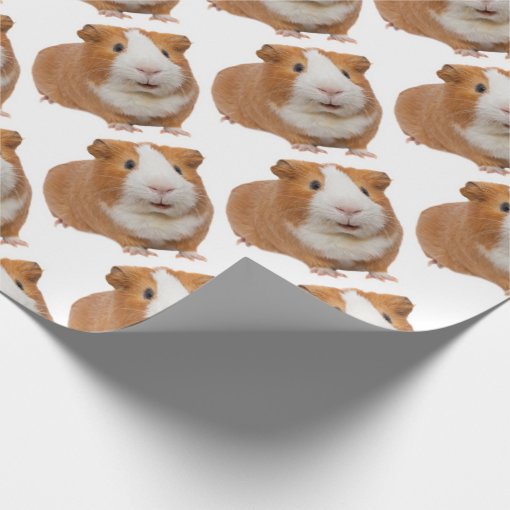 red guinea pig wrapping paper Zazzle