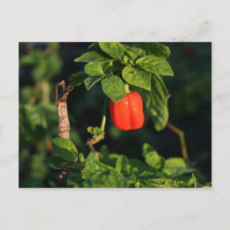 red habanerno hot pepper against leaves postcard