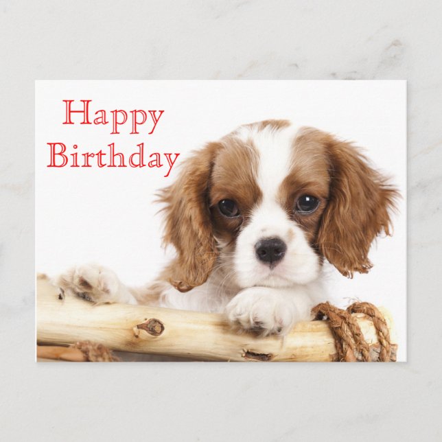 Red Happy Birthday Cavalier King Charles Spaniel Postcard (Front)