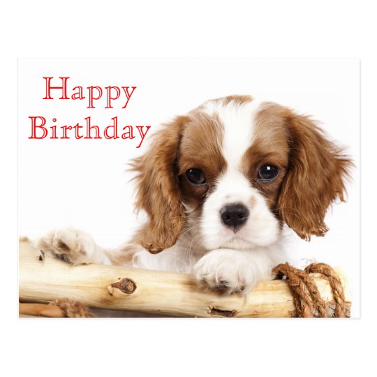 Red Happy Birthday Cavalier King Charles Spaniel Postcard