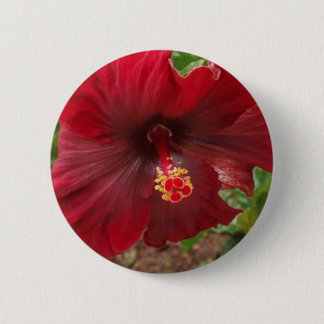 red hawaii hibiscus plant pinback button