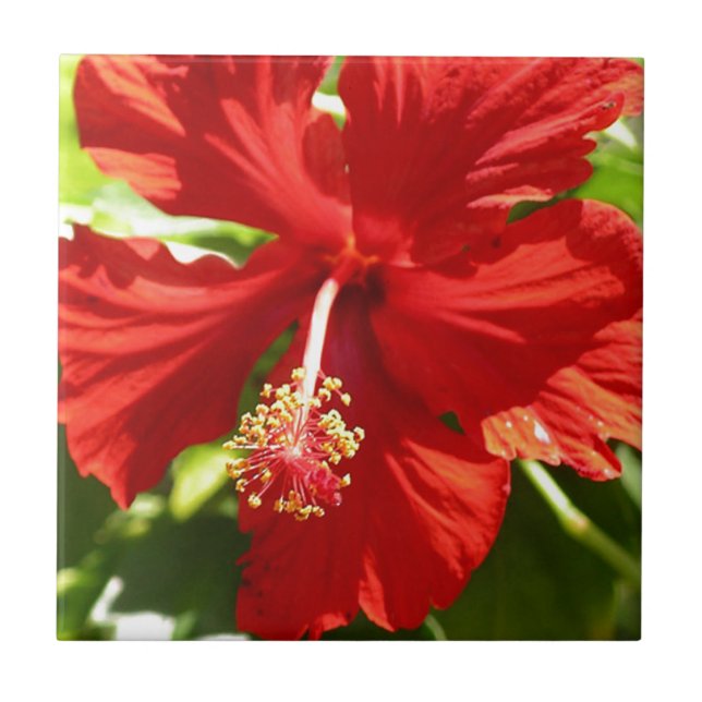Red Hawaiian Hibiscus Flower Ceramic Tile (Front)