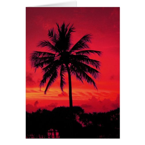 Red Hawaiian Sunset Exotic Palm Trees