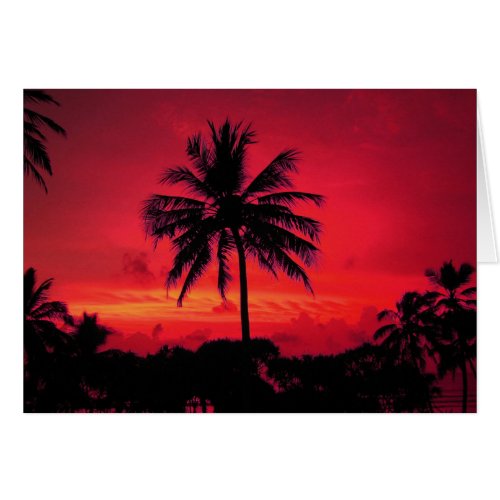 Red Hawaiian Sunset Exotic Palm Trees