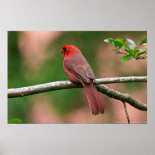 Red Head Out On A Limb Male Cardinal Poster