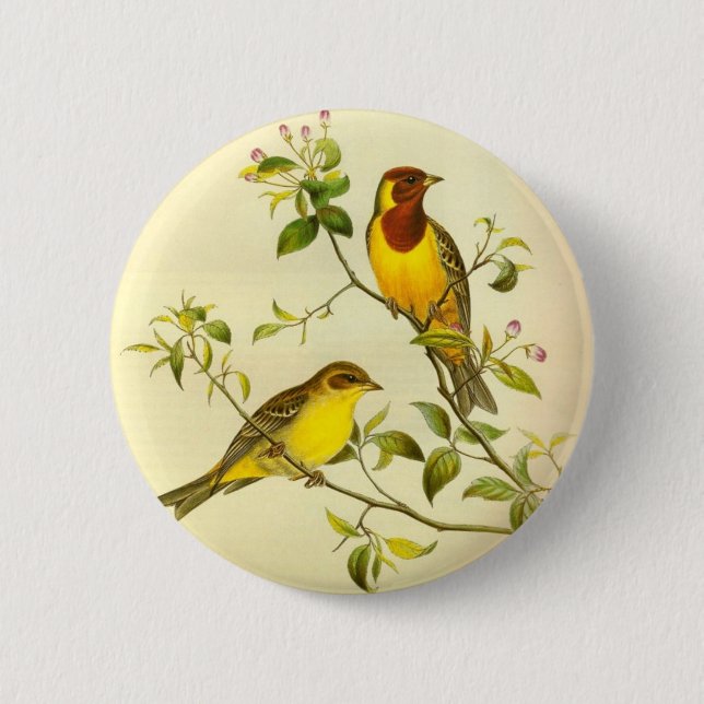 Red-headed Bunting Emberiza bruniceps Pinback Button (Front)