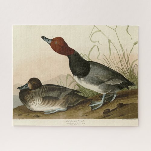 Red_headed Duck _ from Audubons Birds of America Jigsaw Puzzle