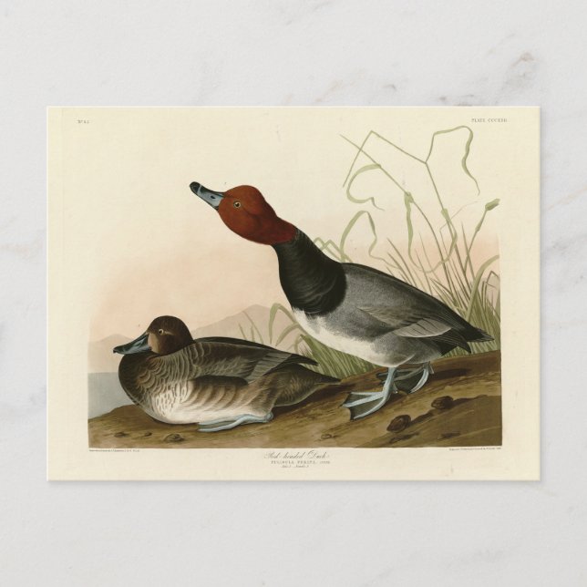 Red-headed Duck - from Audubon's Birds of America Postcard (Front)
