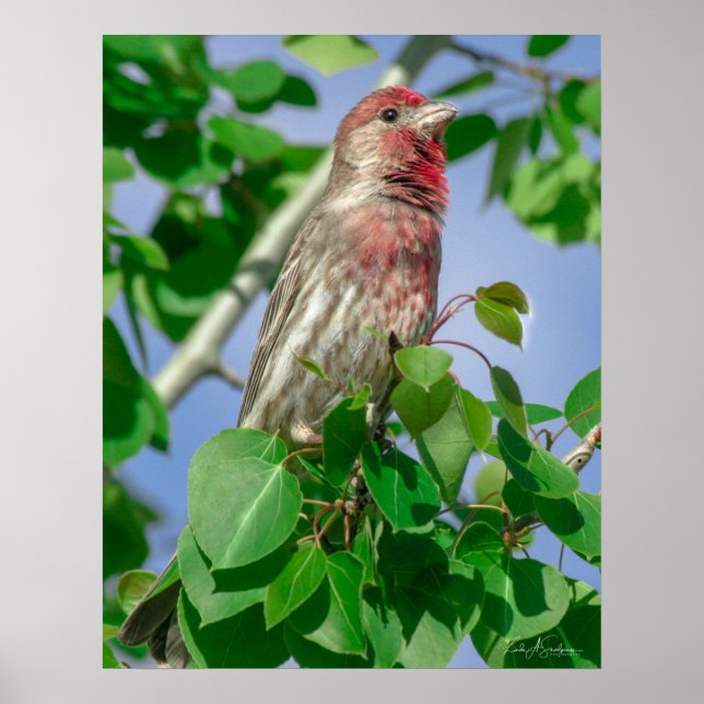 Red Headed House Finch Poster (Front)