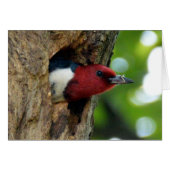 Red-Headed Woodpecker (Front Horizontal)