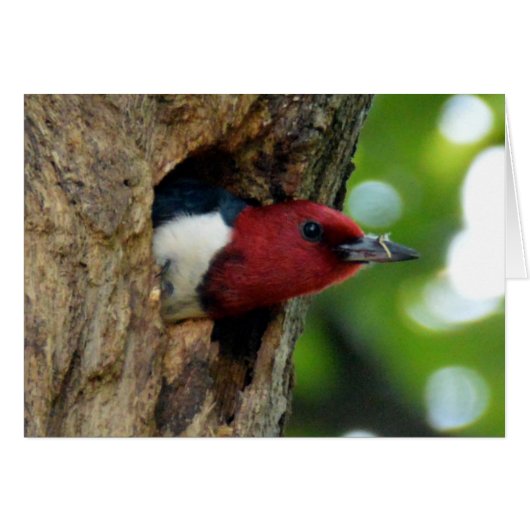 Red-Headed Woodpecker (Front Horizontal)