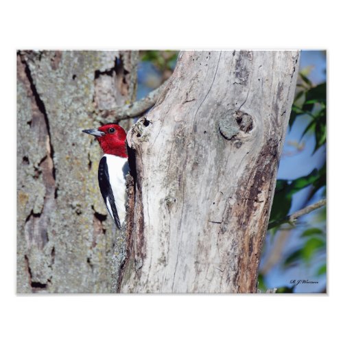 Red_headed Woodpecker 11x14 Photo Print