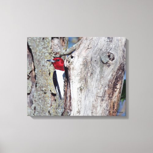 Red_headed Woodpecker 16x20 Canvas Print