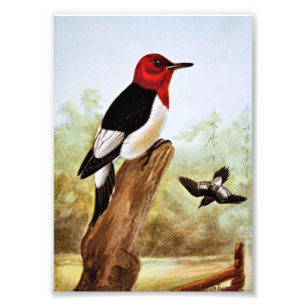 Red Headed Woodpecker Art Photo Print