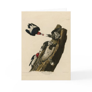 Red headed Woodpecker - Audubon's Birds of America Card