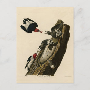 Red headed Woodpecker - Audubon's Birds of America Postcard