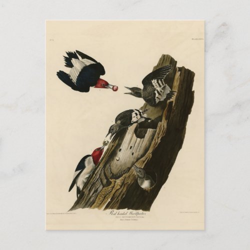 Red headed Woodpecker _ Audubons Birds of America Postcard