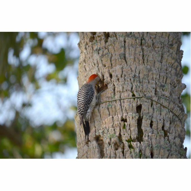 red headed woodpecker bird lookin in palm tree cutout (Front)