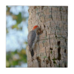 red headed woodpecker bird lookin in palm tree tile