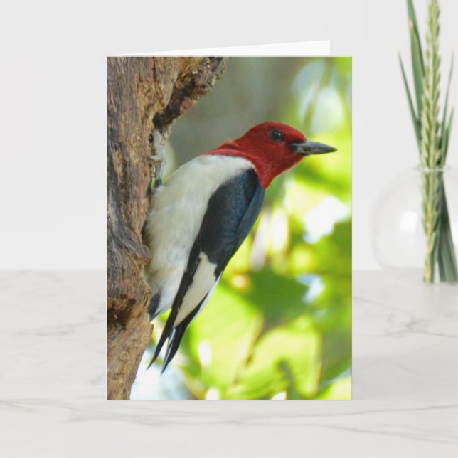 Red-headed Woodpecker Card (Front)