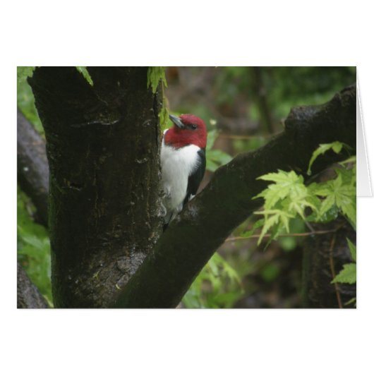 Red-headed woodpecker cards (Front Horizontal)