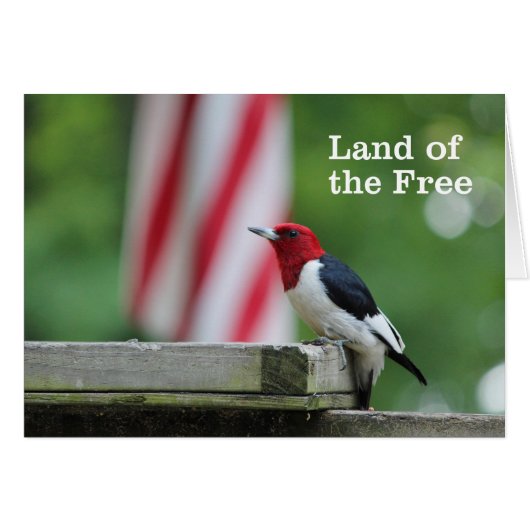 Red-headed Woodpecker Cards (Front Horizontal)