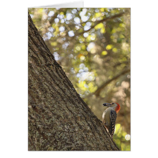 Red Headed Woodpecker Cards