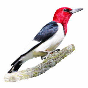 Red-Headed Woodpecker Cutout