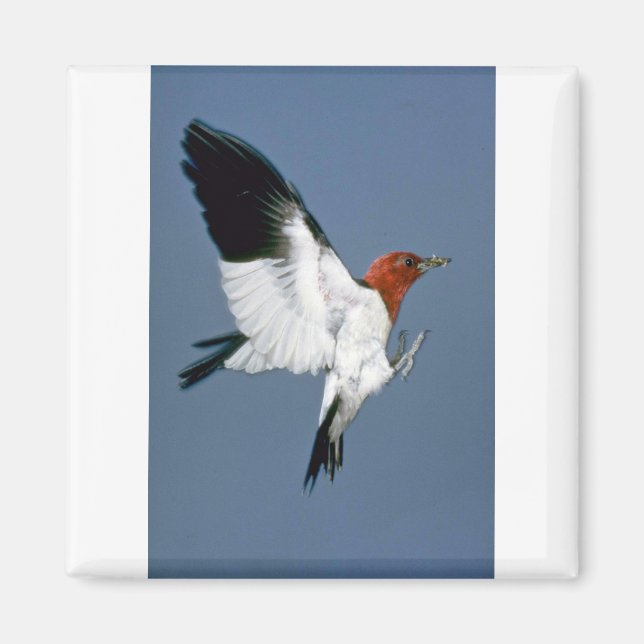 Red-headed Woodpecker in flight Magnet (Front)