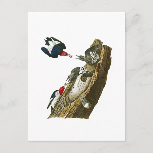 Red headed Woodpecker John Audubon Birds America Postcard (Front)