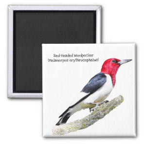 Red-Headed Woodpecker Magnet