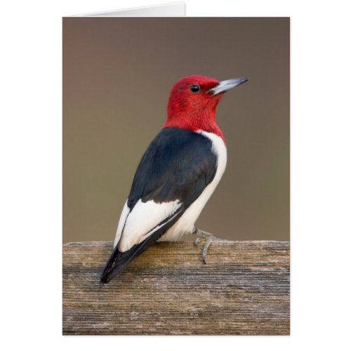 Red_headed Woodpecker on fence