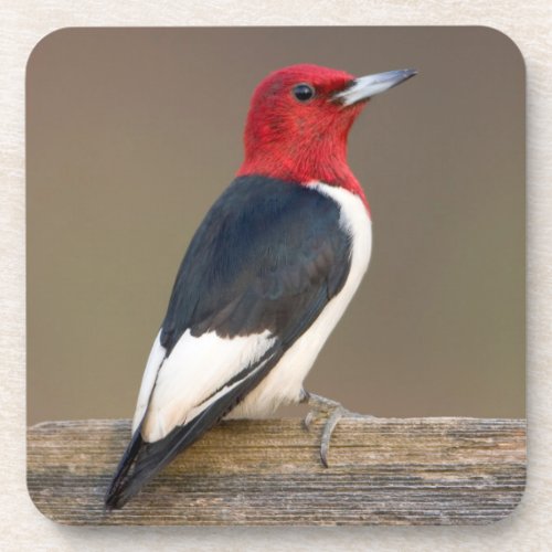 Red_headed Woodpecker on fence Beverage Coaster