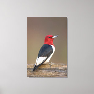 Red-headed Woodpecker on fence Canvas Print