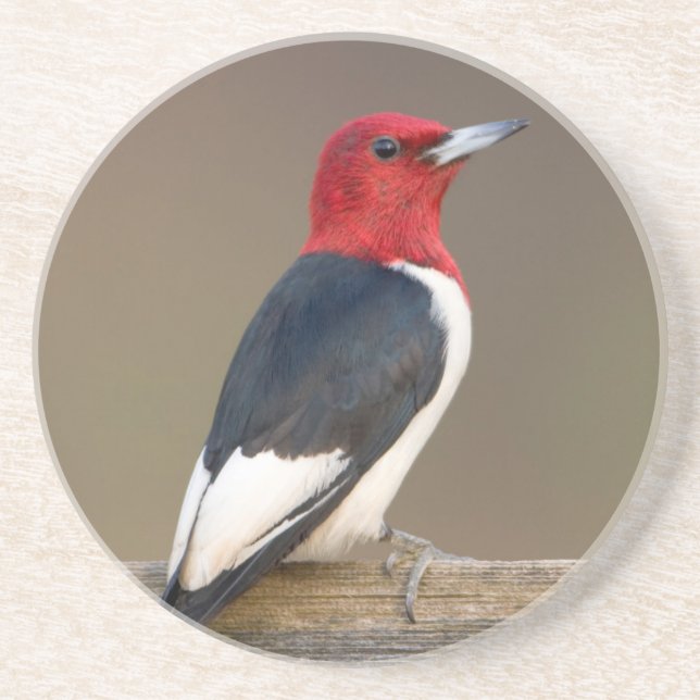 Red-headed Woodpecker on fence Drink Coaster (Front)