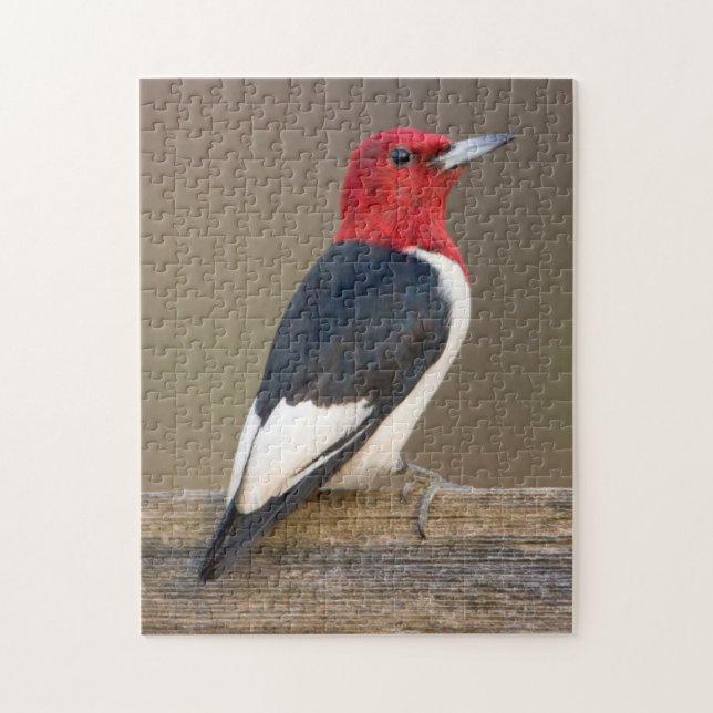 Red-headed Woodpecker on fence Jigsaw Puzzle (Vertical)