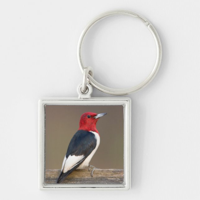 Red-headed Woodpecker on fence Keychain (Front)
