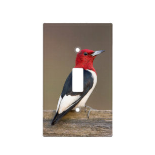 Red-headed Woodpecker on fence Light Switch Cover