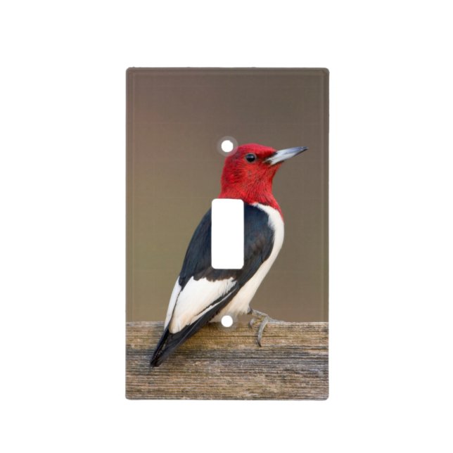 Red-headed Woodpecker on fence Light Switch Cover (Front)