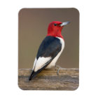 Red-headed Woodpecker on fence