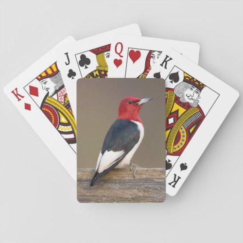 Red_headed Woodpecker on fence Poker Cards