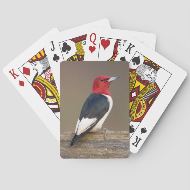 Red-headed Woodpecker on fence Poker Cards (Back)