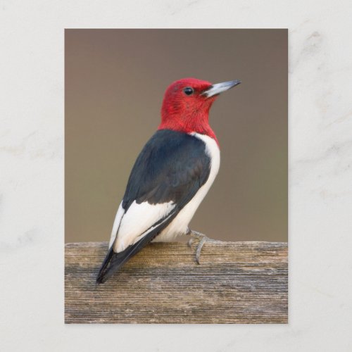 Red_headed Woodpecker on fence Postcard