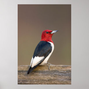 Red-headed Woodpecker on fence Poster