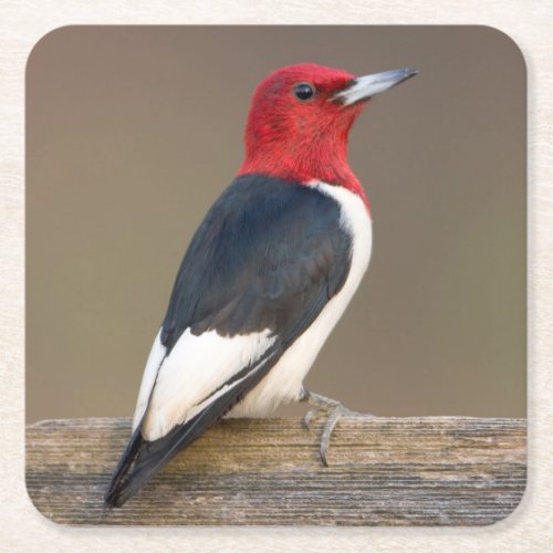 Red_headed Woodpecker on fence Square Paper Coaster