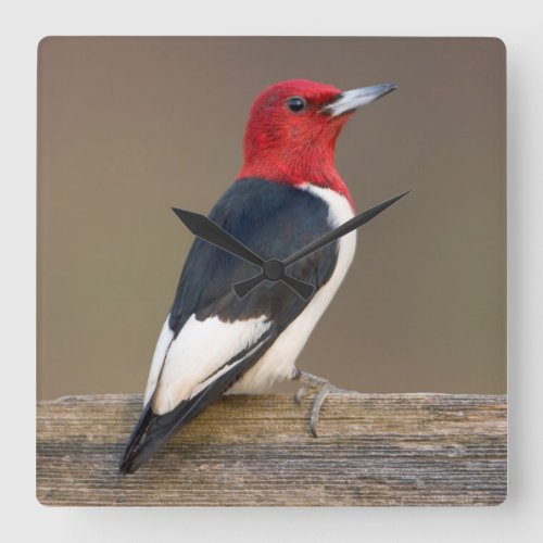 Red_headed Woodpecker on fence Square Wall Clock