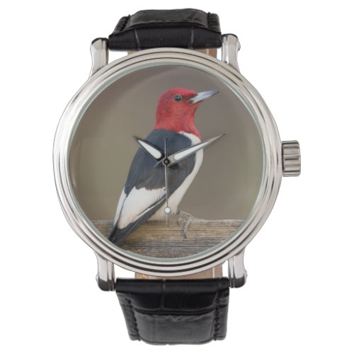 Red_headed Woodpecker on fence Watch